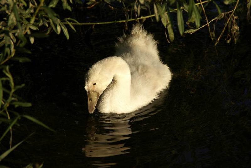 Schwaene auf der Sauer Bild Nr.005